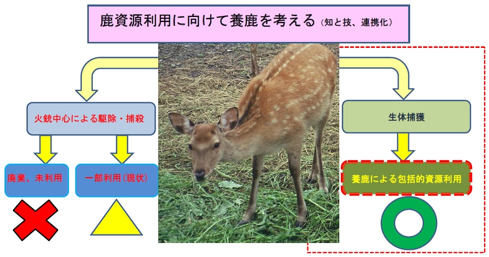 活動報告 日本鹿皮革開発協議会